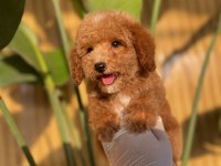Toy Poodle Referans Yavrular