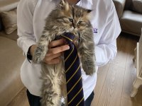 British Longhair