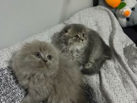 2 aylık blue point scottish fold