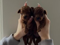 A KALİTE RED BROWN TOY POODLE YAVRULAR