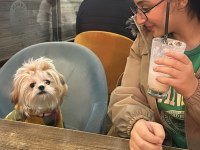 Shih tzu 2023 doğumlu yetişkin dişi