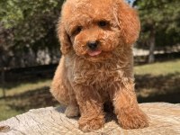 Toy Poodle ev bebekleri