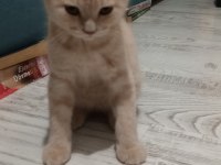 6 aylık aşıları tam erkek british shorthair