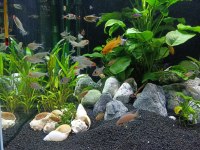 Kırmızı burun tetra