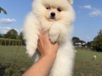 Kusursuz Karbeyaz Ayı Surat Pomeranian Boo