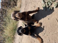 DOBERMAN YAVRULAR