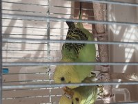 3-6 aylık bebek muhabbet kuşu yavrularımız