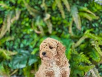 ORJİNAL MALTİPOO DİŞİ YAVRULARIMIZ