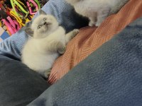 Show Class British Shorthair Bebekler