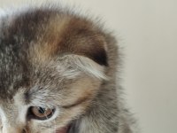 Erkek scottish fold