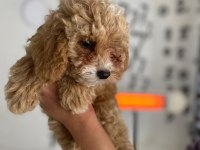 Maltipoo minik canlar orijinal ev doğumlu