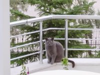 BRITISH SHORTHAIR UCRETSIZ SAHIPLENDİRİLECEK