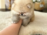 SHOW CLASS MÜHTEŞEM POMERANİAN BOO YAVRULAR