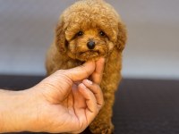 DİŞİ VE ERKEK TOY GARANTİLİ POODLE YAVRULARIMIZ