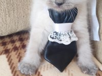 Erkek Yavru British Shorthair