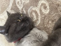3 Yasındaki British Shorthair Kedimiz Sahiplendirilecektir