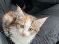 KEDİYE SOKAKTA KALMAMASI İÇİN ACİL YUVA