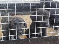 CANE CORSO BEBEKLER