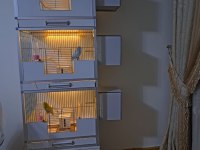Sadece Ankara İçi Muhabbet Kuşumuz
