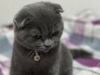 Scottish fold kedim