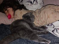 8 aylık uysal eğitimleri aşısı tam scottish fold