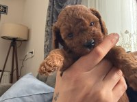Toy poodle köpeği