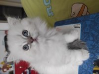 British longhair 2 aylık yavrular