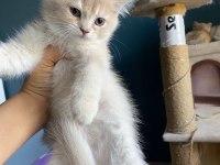 British shorthair lilac erkek