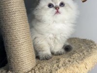 British longhair silver point mükemmel kızlar