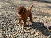 Toy poodle