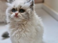 2 aylık Erkek British Longhair Ragdoll