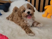 Maltipoo Yavrularımız