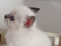 Şecereli anneden ve babadan ragdoll