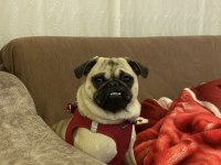 1.5 YAŞINDA AŞILI KARNELİ DİŞİ PUG