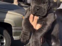 CANE CORSO SAĞLIK VE IRK GARANTİLİ