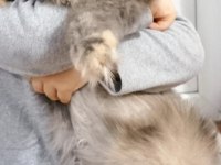 Dişi İran chinchilla kedimiz