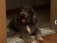 5 Yaşında Lagotto Romagnolo Erkek Kısır