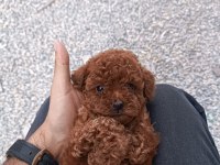 Kıvır kıvır poodle yavruları kaçmaz kalite