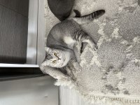 1 yaşındaki oğlumuz ailesini arıyor british shorthair