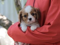 Irk ve sağlık garantili cavalier king charles yavrularım