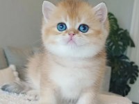 Bebeksi Golden British Shorthair