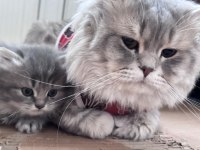 Scottish fold yavrular