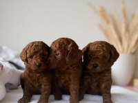 RED TOY POODLE