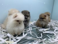 Tea cup pomeranian boo yavrularımızı canlı görün