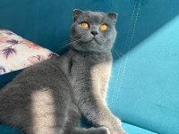 Scottish fold kedimizin adı nefes
