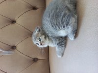 British longhair ve scottish fold yavrularımız