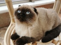Tertemiz Uysal Safkan Scottish Fold Blue Point Shorthair
