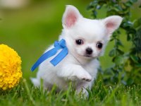 Longhair WC eğitimli chihuahua