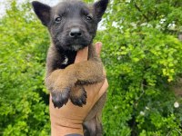 Safkan Belçika Malinois Bebekler