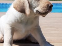 Küt Burun Şampanya Rengi Labrador Yavruları 